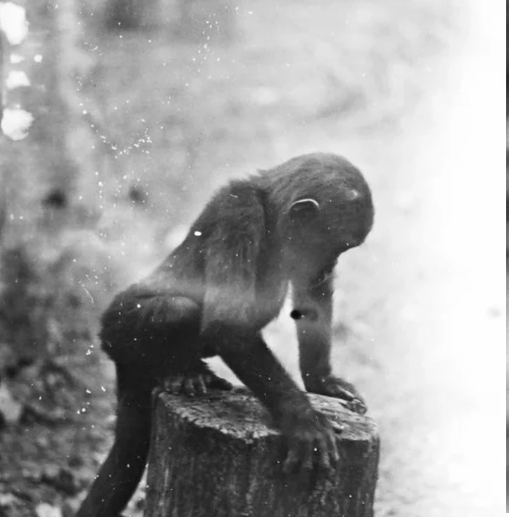 Black-and-white photograph of a monkey sitting on a tree stump.